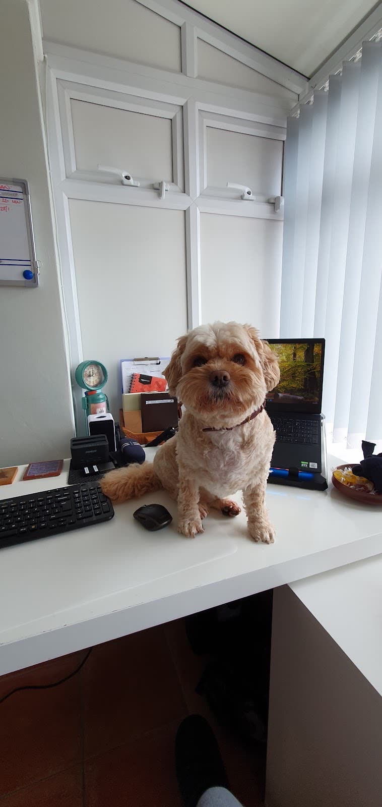 An apricot cockapoo sitting on a white desk in a bright garden room, a person seated just out of frame